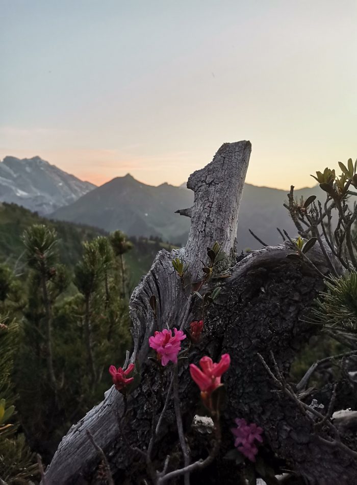 Grafikatelier_Montafon_Alpenrose_keyvisual6